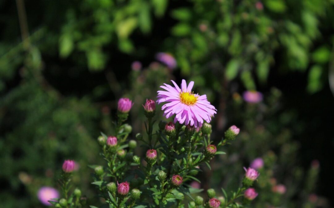 Cottage near Orsay: countryside rental for business or tourist stay