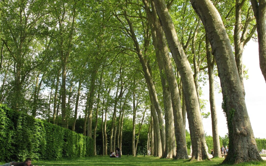 Comment choisir un gîte à Saint-Rémy-lès-Chevreuse selon son type de séjour
