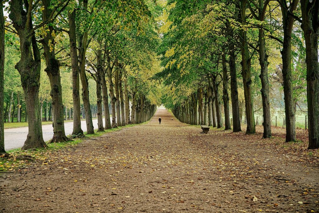 Allée arborée dans un parc au sol couvert de feuilles